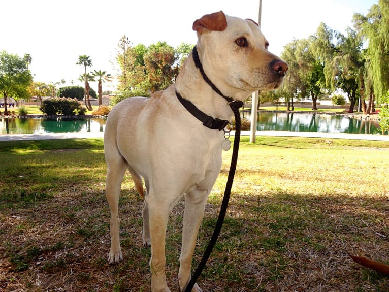 Doc, a Chihuahua and American Pit Bull Terrier mix tested with EmbarkVet.com