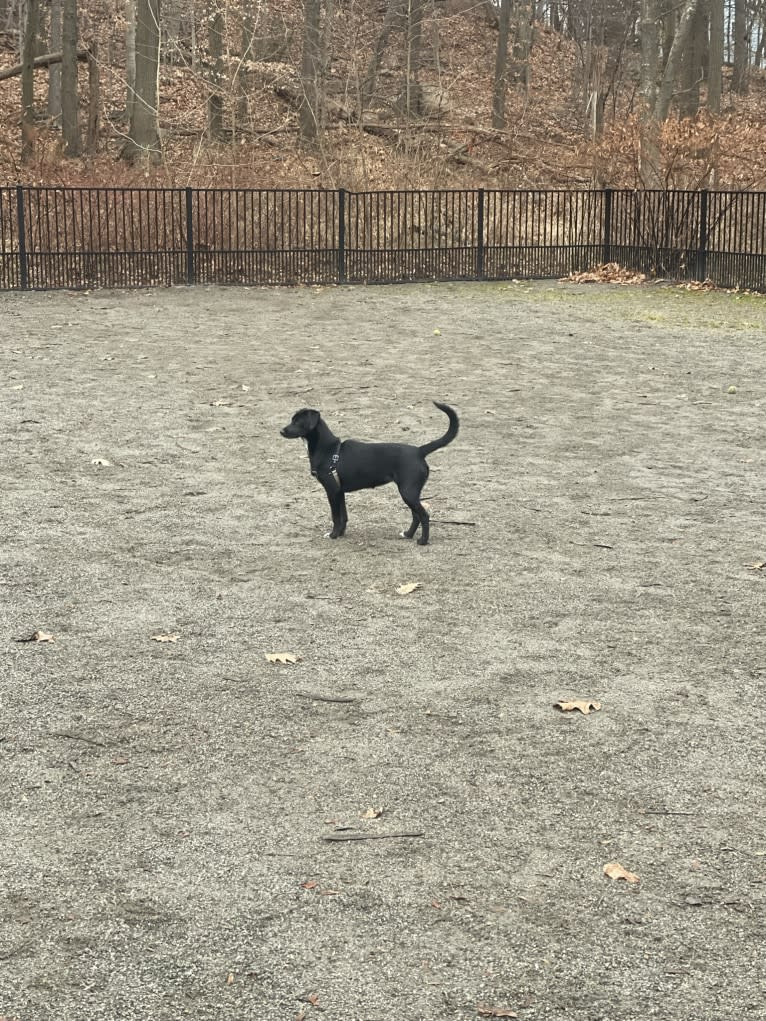 Spooky, a Siberian Husky and Mountain Cur mix tested with EmbarkVet.com