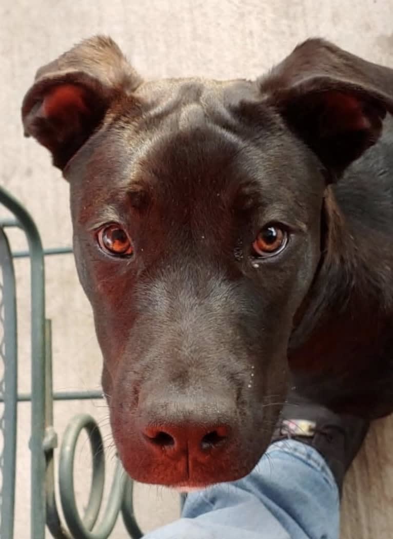 Jagger, an American Bully and American Bulldog mix tested with EmbarkVet.com