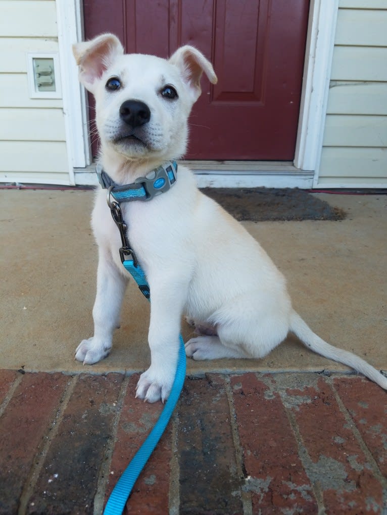 Ruger, a German Shepherd Dog and Labrador Retriever mix tested with EmbarkVet.com