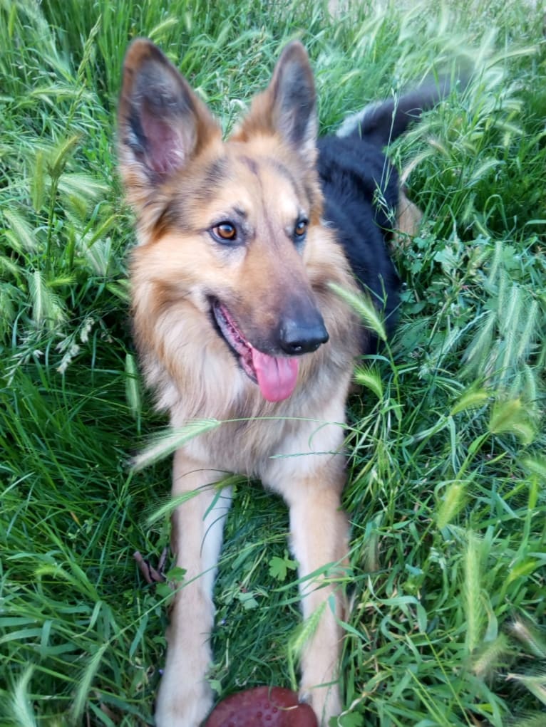 Vent, a German Shepherd Dog and Belgian Malinois mix tested with EmbarkVet.com