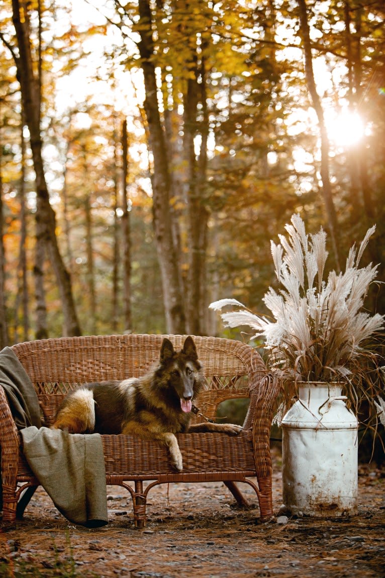 Bali, a Belgian Shepherd tested with EmbarkVet.com