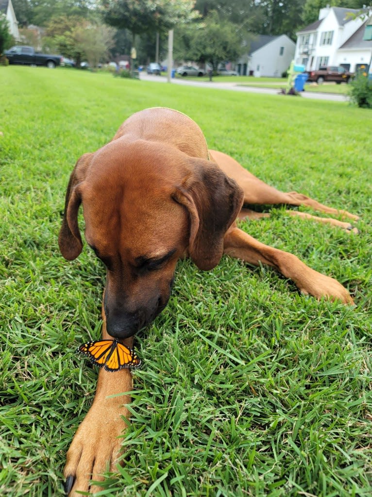 Willow, a Rhodesian Ridgeback tested with EmbarkVet.com