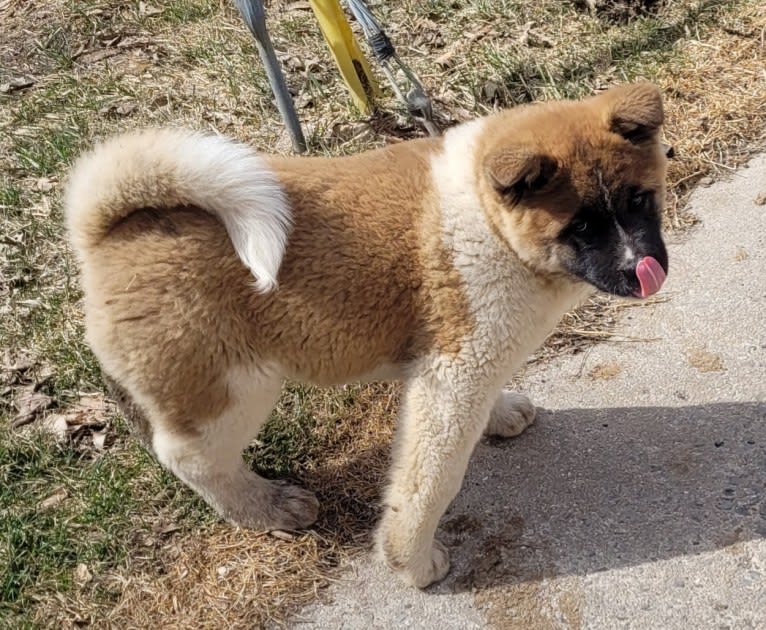 Geena, an Akita tested with EmbarkVet.com