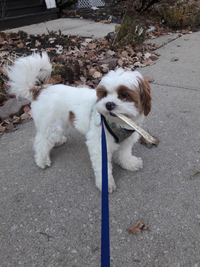 Charlie, a Shih Tzu and Pekingese mix tested with EmbarkVet.com