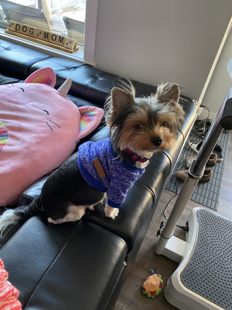 Belle, a Biewer Terrier tested with EmbarkVet.com