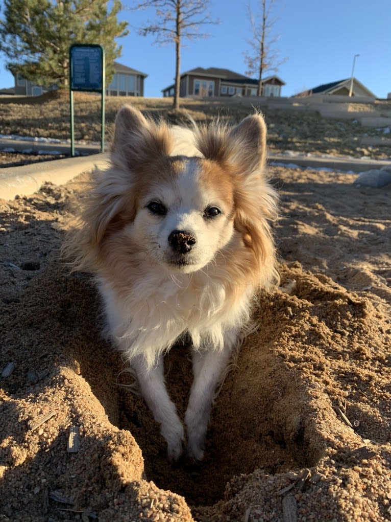 Ziggy, a Papillon and Maltese mix tested with EmbarkVet.com