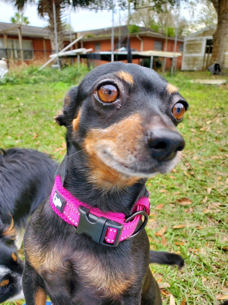 Lola, a Chihuahua and Miniature Pinscher mix tested with EmbarkVet.com