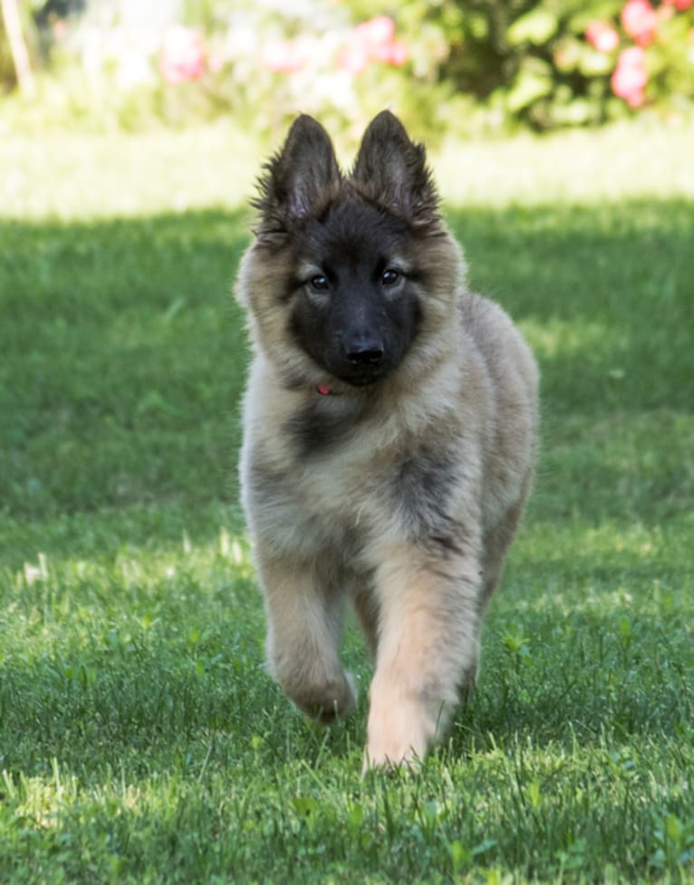 Reyna, a Belgian Shepherd tested with EmbarkVet.com