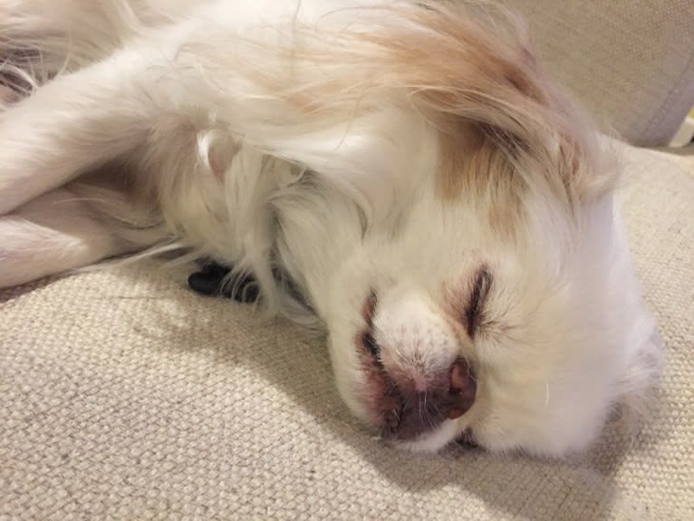 Mochi, a Japanese Chin tested with EmbarkVet.com