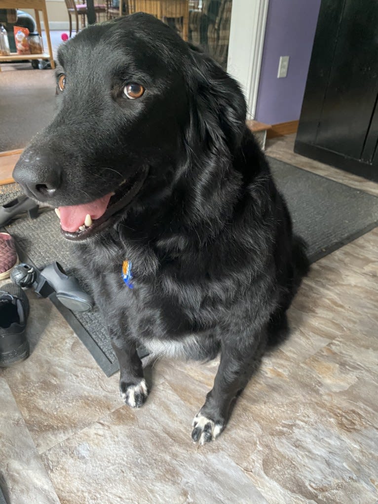 Care Bear Ross, a Labrador Retriever and Australian Cattle Dog mix tested with EmbarkVet.com