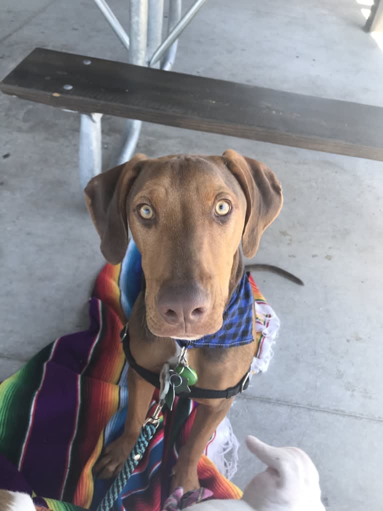 Dobby, a Doberman Pinscher and American Pit Bull Terrier mix tested with EmbarkVet.com