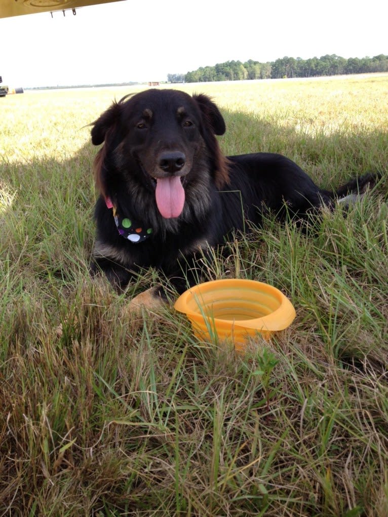 Cooper, a German Shepherd Dog and Golden Retriever mix tested with EmbarkVet.com