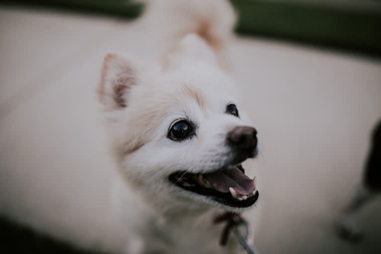 Coco, a Pomeranian tested with EmbarkVet.com