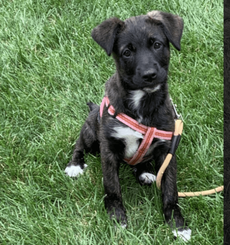 RILEY, a German Shepherd Dog and American Pit Bull Terrier mix tested with EmbarkVet.com