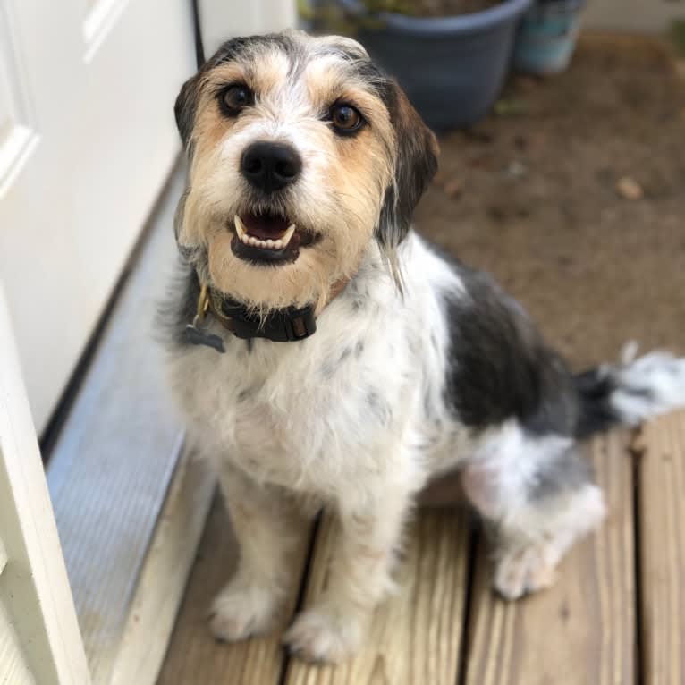 Moose, a Beagle and Dachshund mix tested with EmbarkVet.com