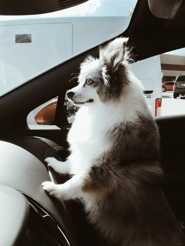 Bentley, an Australian Shepherd tested with EmbarkVet.com