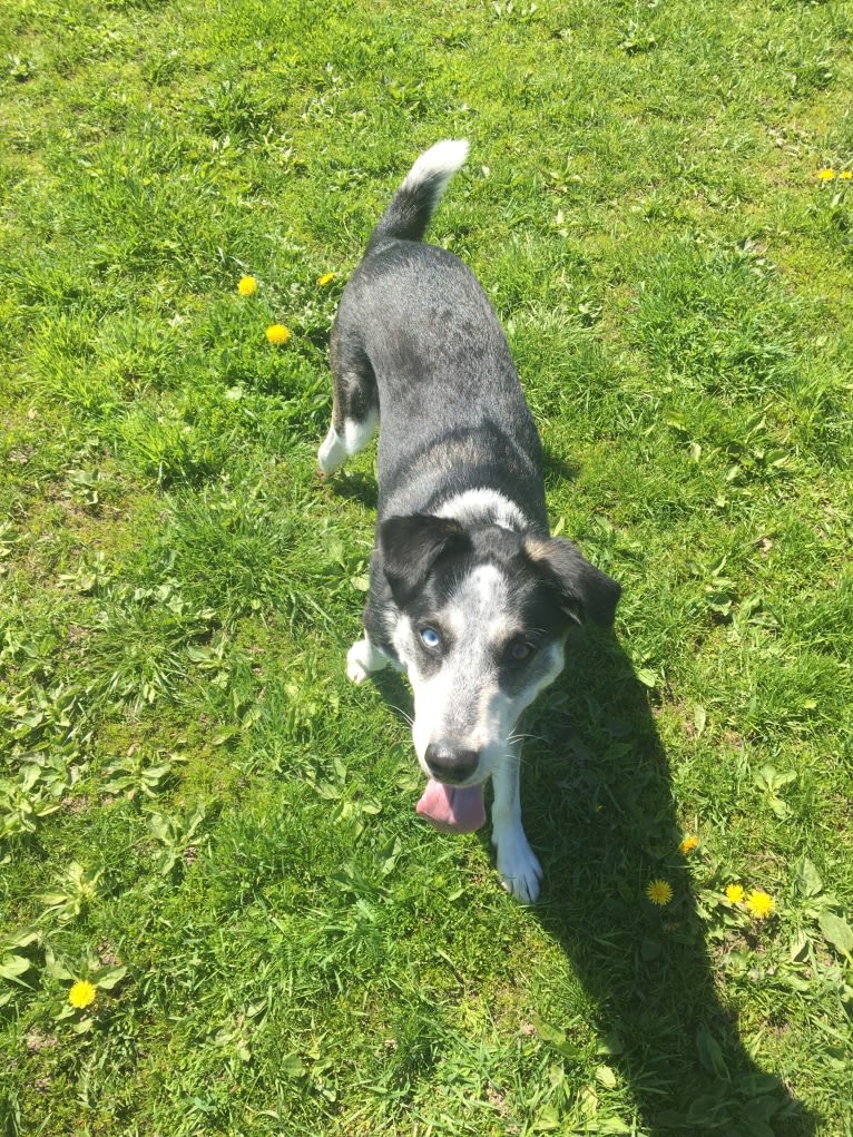 Rambo, a Siberian Husky and Rottweiler mix tested with EmbarkVet.com