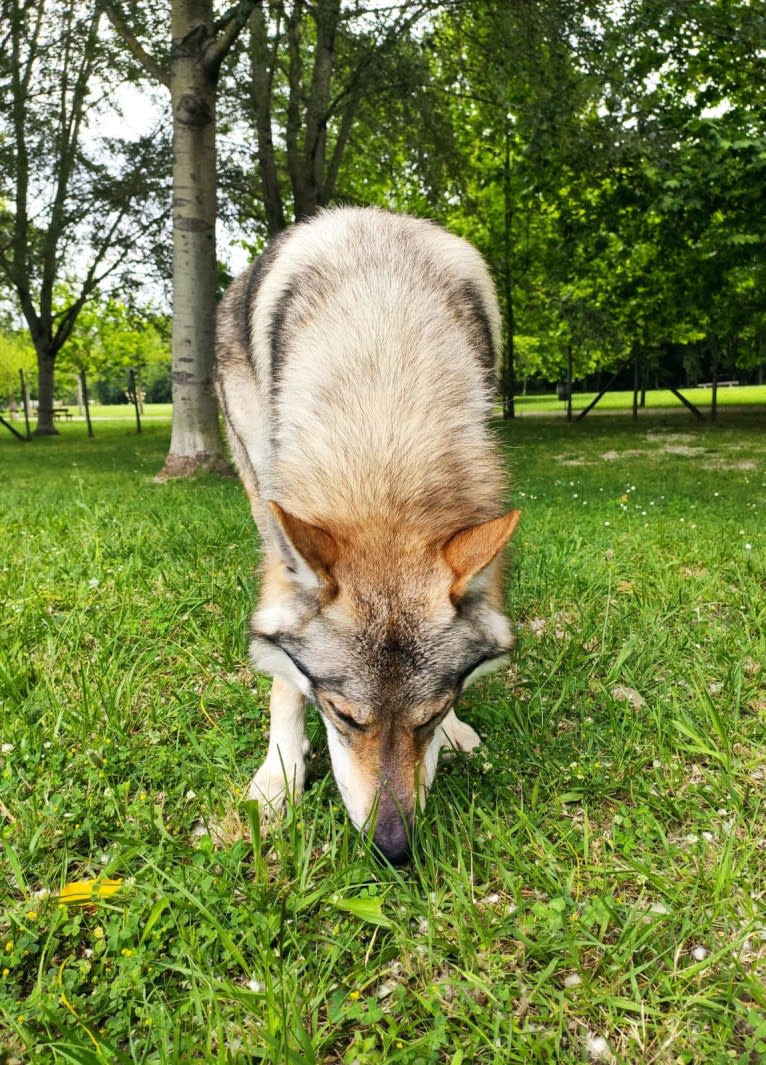 Prince of the Wolves Wild Instinct Kennel, a Czechoslovakian Vlcak tested with EmbarkVet.com