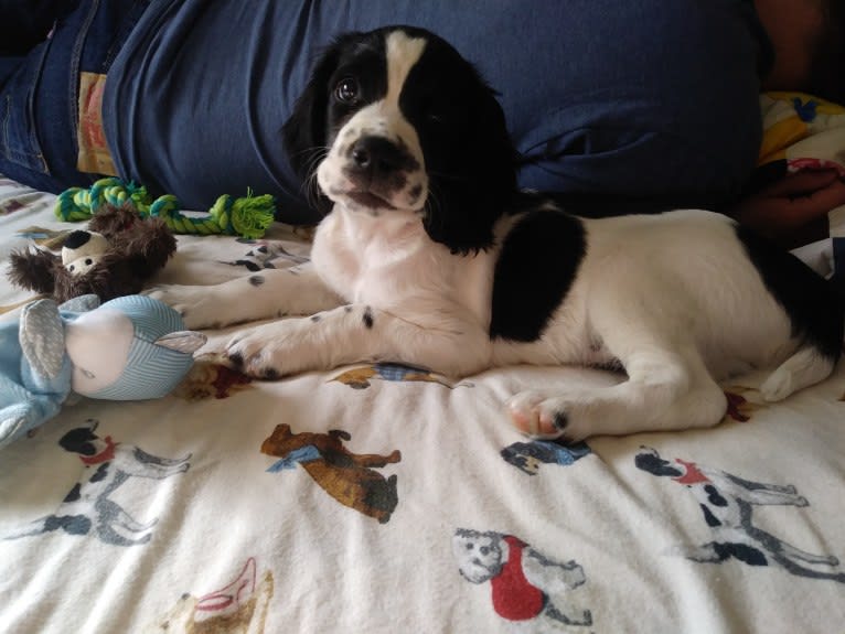 Marlo, an English Springer Spaniel tested with EmbarkVet.com