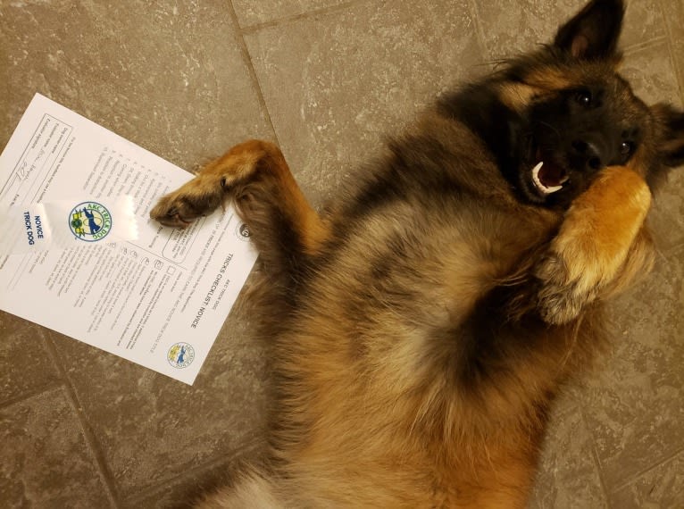 Laila, a Belgian Shepherd tested with EmbarkVet.com