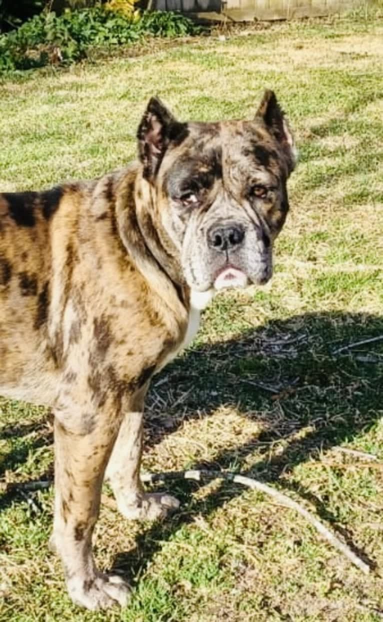 Oreo, a Bulldog and Boxer mix tested with EmbarkVet.com