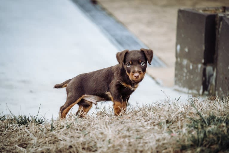 Klaus, a Jagdterrier tested with EmbarkVet.com