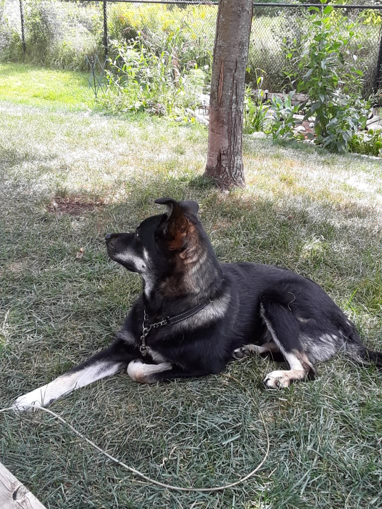 Ringo Starr, a Siberian Husky and Alaskan Malamute mix tested with EmbarkVet.com