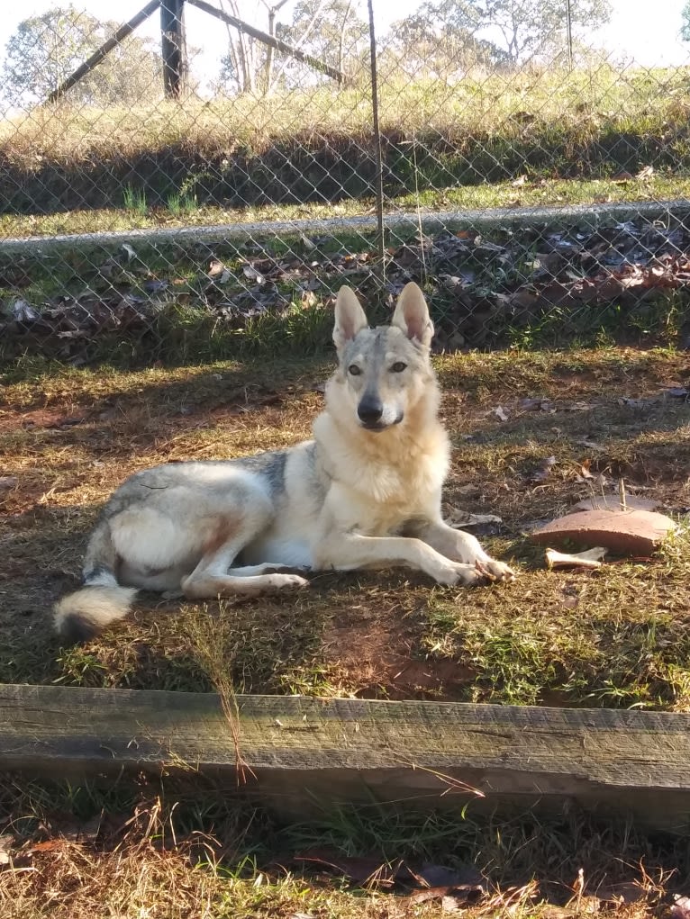 Leica, a Czechoslovakian Vlcak tested with EmbarkVet.com