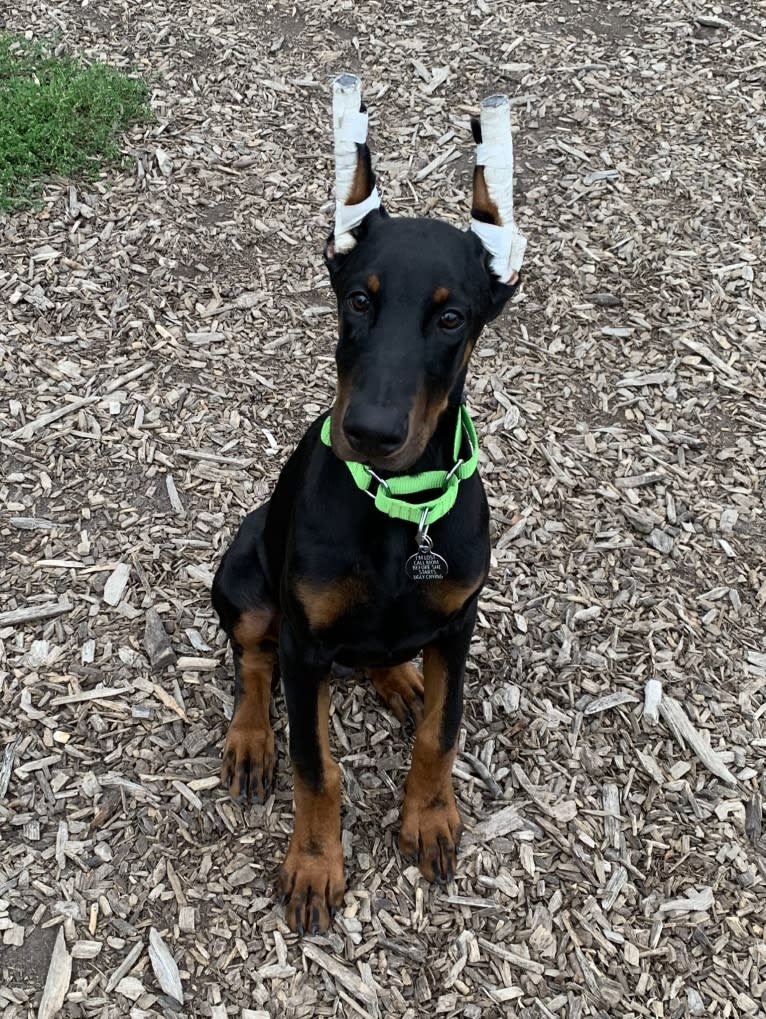 South Paw’s Nhaga, a Doberman Pinscher tested with EmbarkVet.com