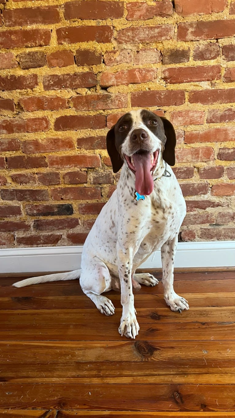 AJ, a Pointer tested with EmbarkVet.com