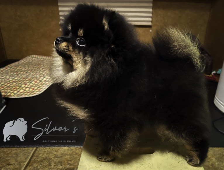 VIKKI, a Pomeranian tested with EmbarkVet.com