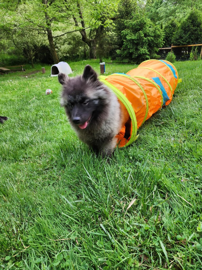 Duchess Lilly Puff Brown, a Keeshond tested with EmbarkVet.com