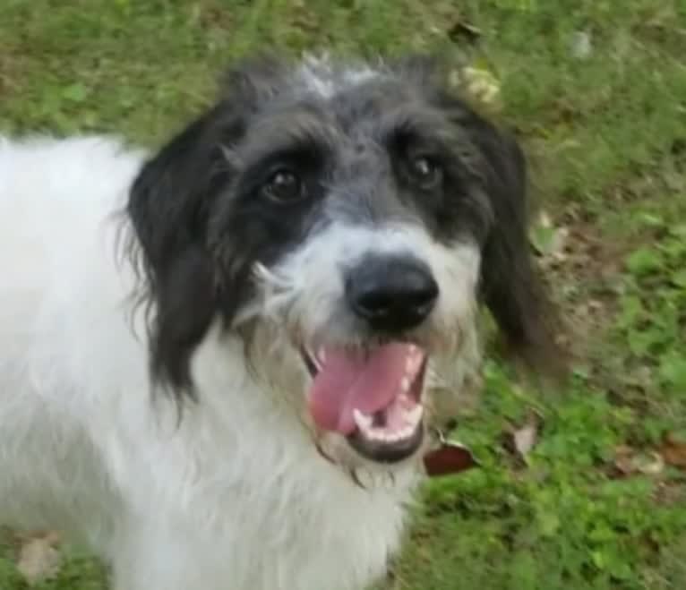 Raven, a German Shorthaired Pointer and Poodle (Standard) mix tested with EmbarkVet.com