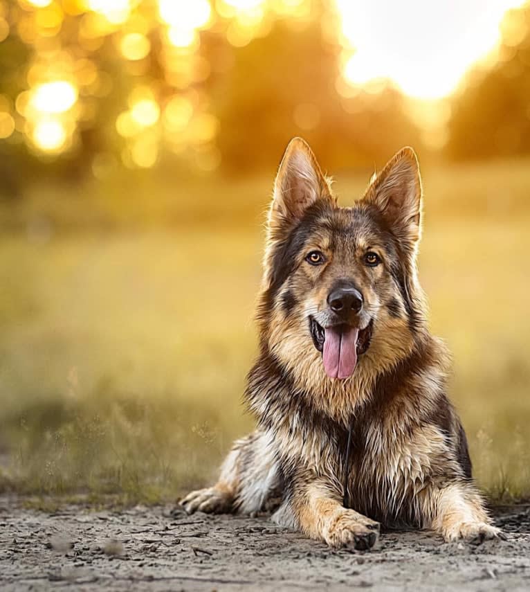 Joey, a German Shepherd Dog tested with EmbarkVet.com