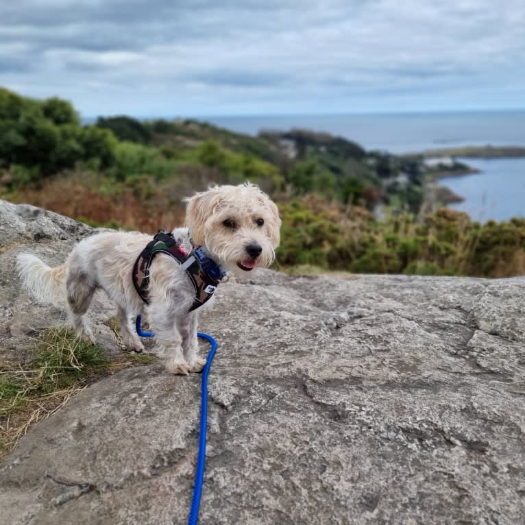 Scruffy Murphy, a Russell-type Terrier and Bichon Frise mix tested with EmbarkVet.com