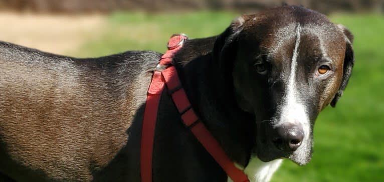 Sherlock, an Anatolian Shepherd Dog and American Pit Bull Terrier mix tested with EmbarkVet.com