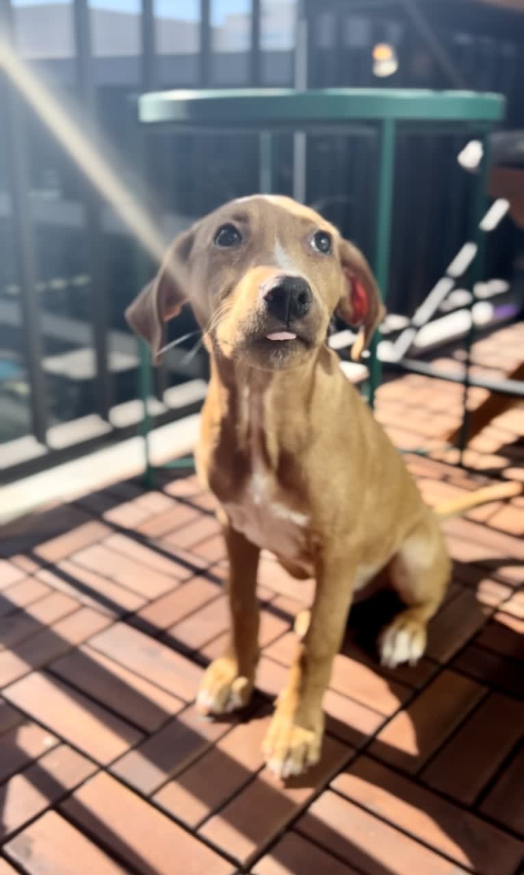 Laszlo, an Australian Cattle Dog and American Pit Bull Terrier mix tested with EmbarkVet.com