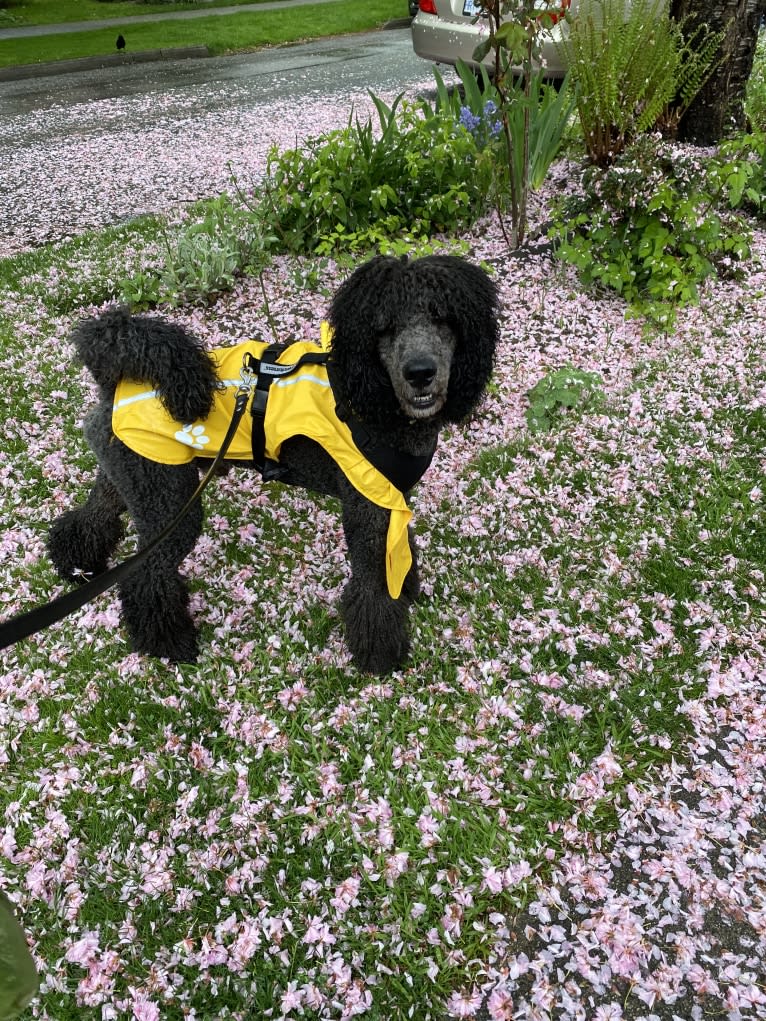 Leo, a Poodle (Standard) tested with EmbarkVet.com