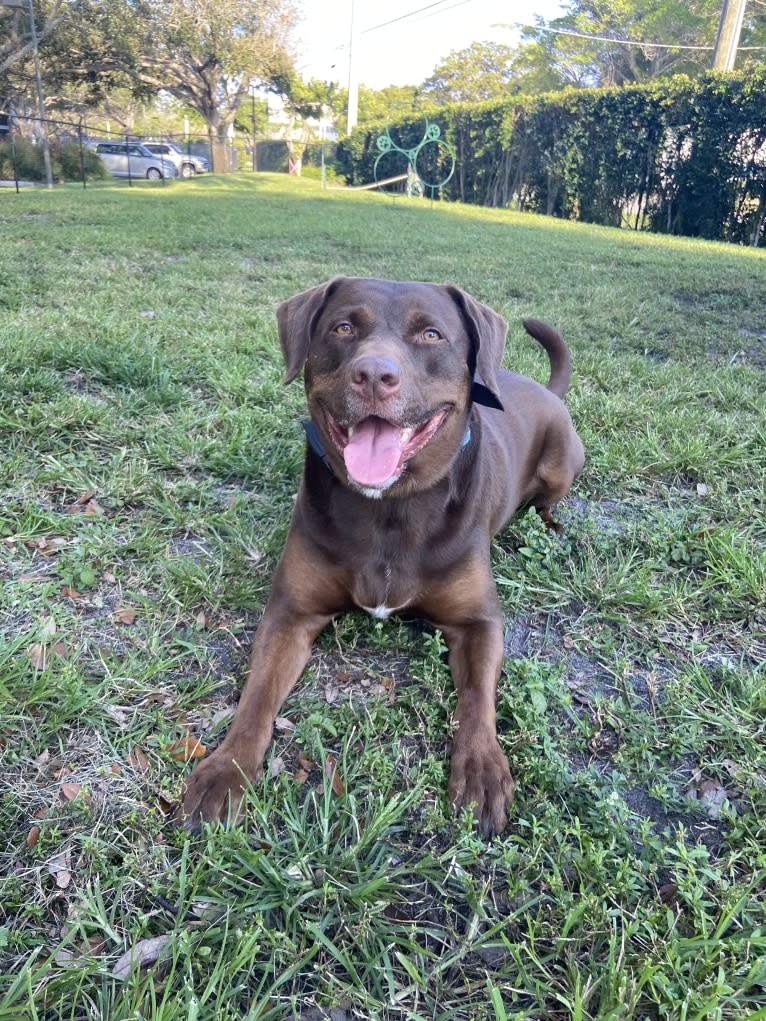 Tetley, a Labrador Retriever and American Pit Bull Terrier mix tested with EmbarkVet.com