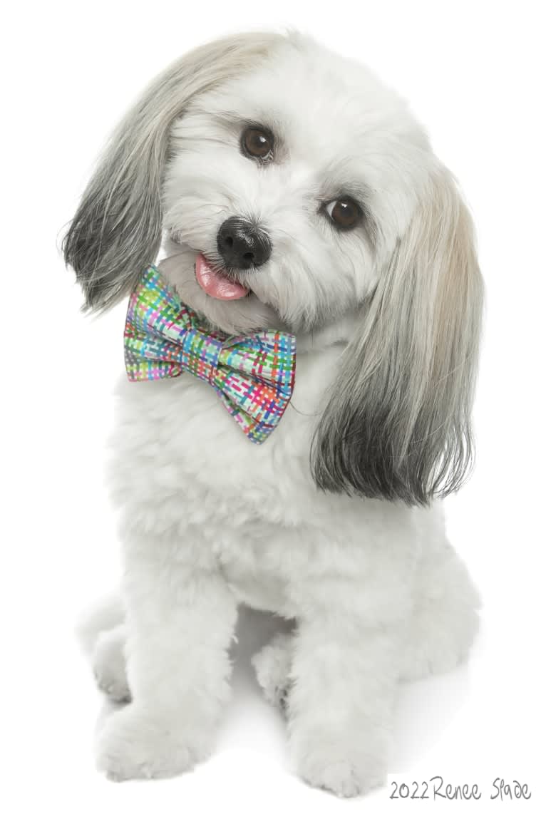 Liam, a Havanese tested with EmbarkVet.com