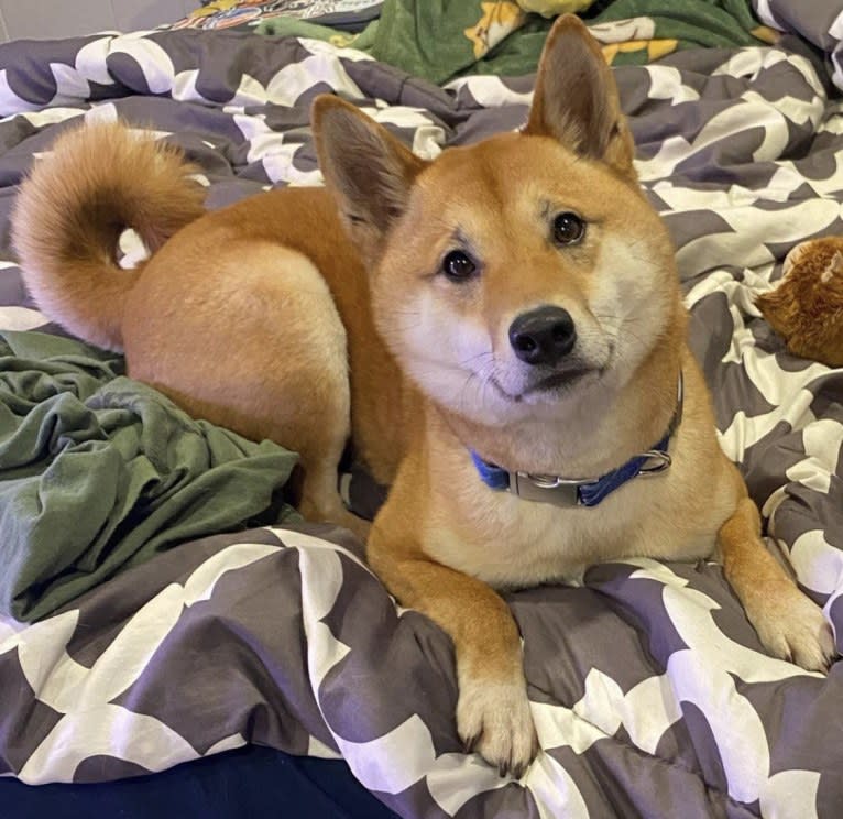 Ricky, a Shiba Inu tested with EmbarkVet.com