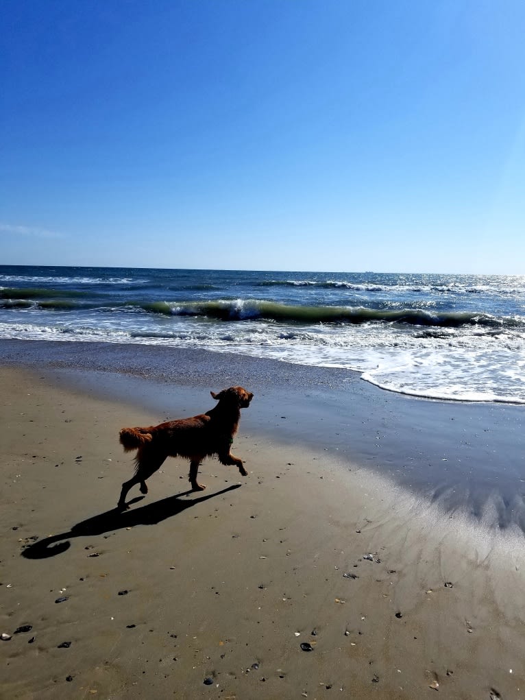 Ron, a Golden Retriever tested with EmbarkVet.com