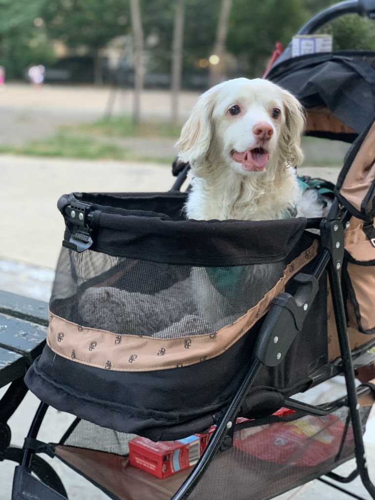 Emily, a Chihuahua and Cocker Spaniel mix tested with EmbarkVet.com