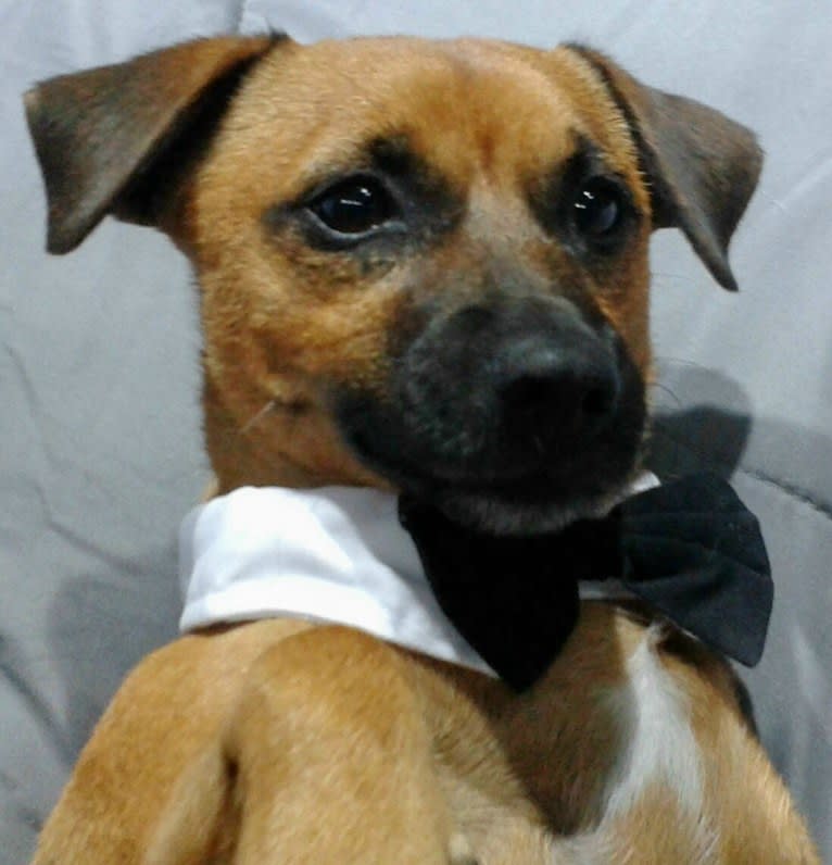 Pipi, a Russell-type Terrier and Chihuahua mix tested with EmbarkVet.com