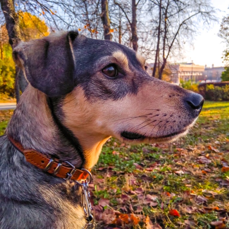 Medutis (Little Honey), an Eastern European Village Dog tested with EmbarkVet.com