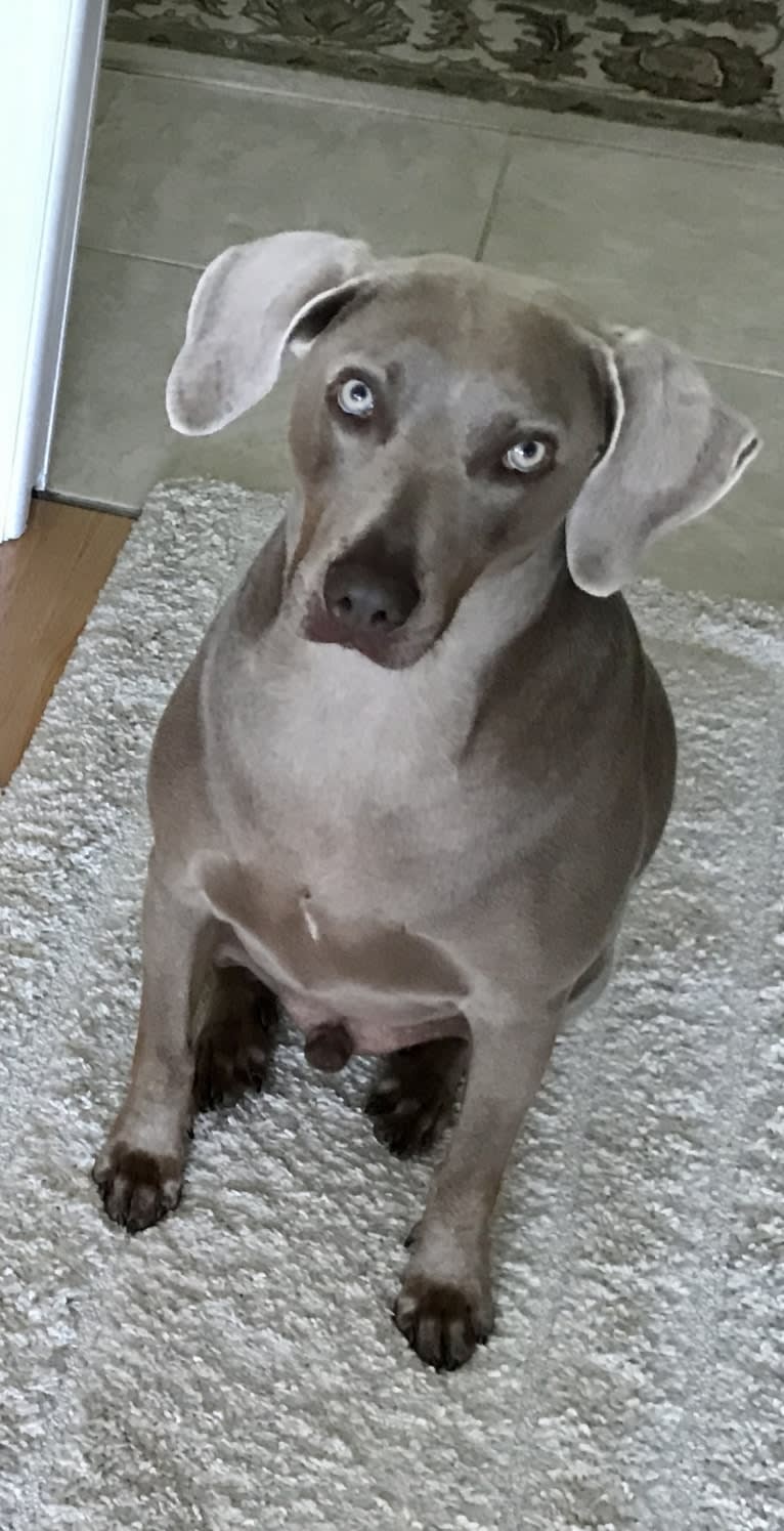 Major, a Catahoula Leopard Dog and Labrador Retriever mix tested with EmbarkVet.com