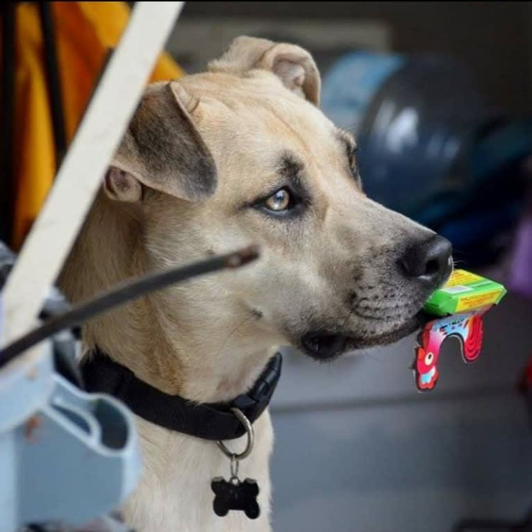 Duke, an American Pit Bull Terrier and Mountain Cur mix tested with EmbarkVet.com