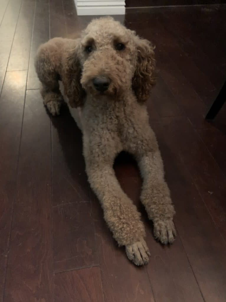 Lucy, a Poodle (Standard) tested with EmbarkVet.com
