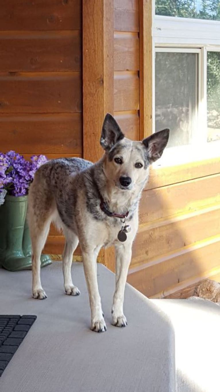 Shelby, an Australian Cattle Dog and Border Collie mix tested with EmbarkVet.com